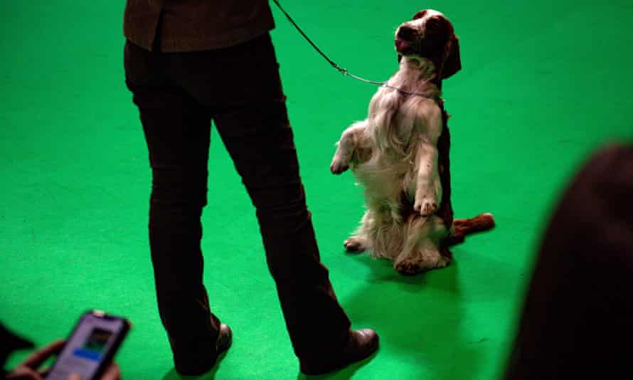 A Welsh springer spaniel dog on a lead sitting on its hind quarters on command at Crufts 2020.