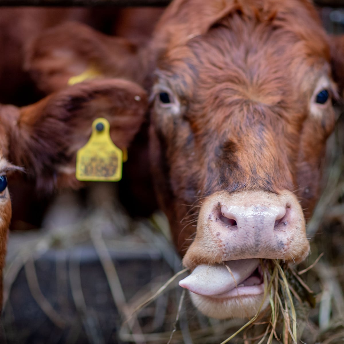 EU's farm animals 'produce more emissions than cars and vans combined' |  Environment | The Guardian