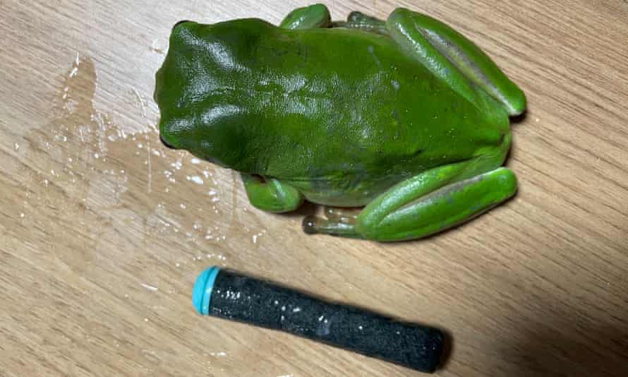 The green tree frog with the nerf gun dart that was removed