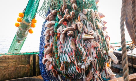 a net full of fish on a trawler