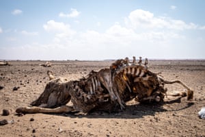 Bones of a dead animal lie on the ground