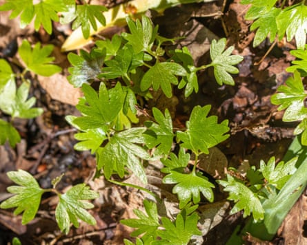 Small-leaved lime seedlings.
