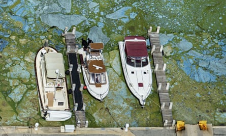 Boats docked at Central Marina in Stuart, Florida, are surrounded by blue green algae Wednesday.
