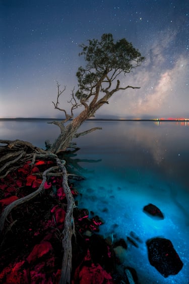 Bright blue bioluminescence in ocean below tree on rocky outcrop