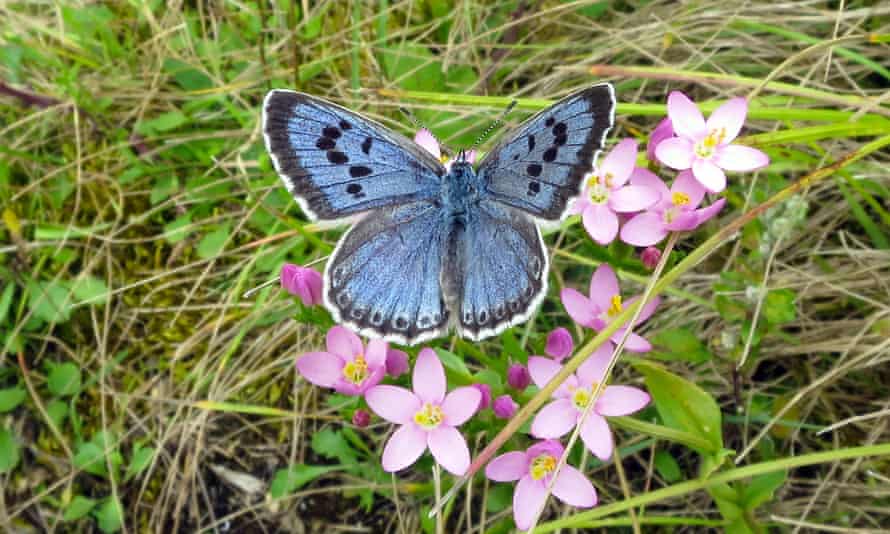 A large blue butterfly. 