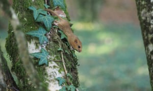 A rare hazel dormouse at the National Trust’s Cotehele Estate in Cornwall, UK