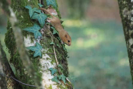 A dormouse scampering down a tree trunk.