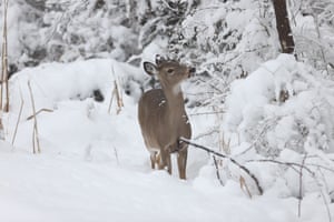 White tailed deer is seen during heavy snowfall in Monroe, New York, US. Residents trying to remove snow out of house entrances and from the top of their cars
