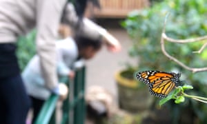 Butterfly on a tree branch at Stratford-upon-avon Butterfly Farm, UK.