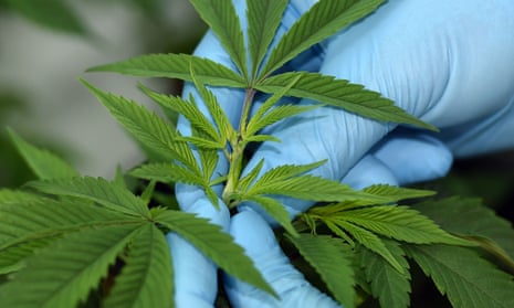 Blue surgical gloved-hands hold a cannabis plant cutting
