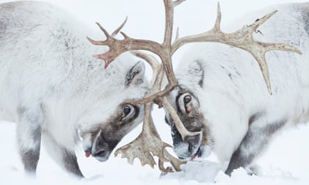 Two Svalbard reindeer battle for control of a harem