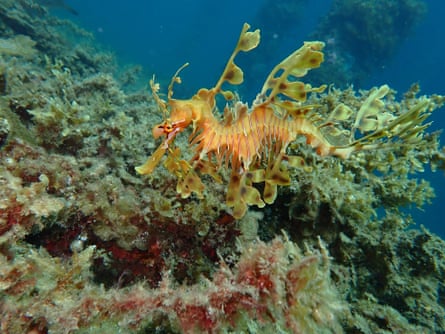 Leafy sea dragon