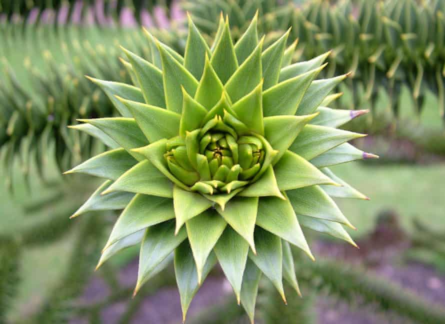 Monkey puzzle: how do you get them to grow?