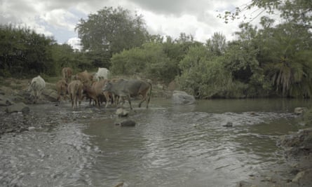 Cattle in the Tigite River, near North Mara goldmine.
