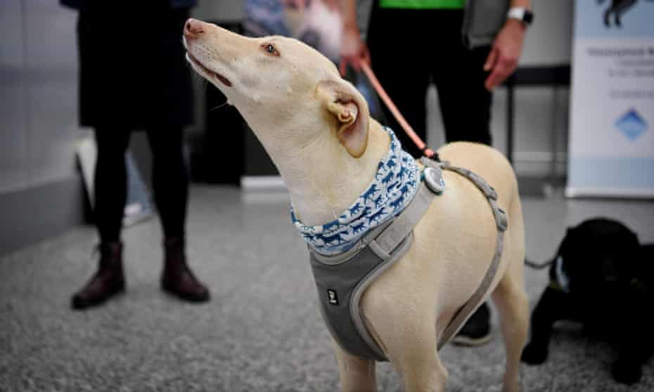 Kössi, a coronavirus sniffer dog, at Helsinki airport in Vantaa, Finland