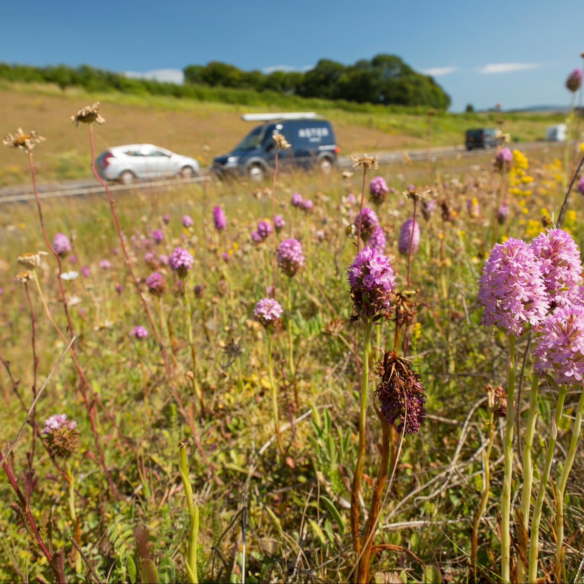 On The Verge A Quiet Roadside Revolution Is Boosting Wildflowers Environment The Guardian On The Verge A Quiet Roadside Revolution Is Boosting Wildflowers Environment The Guardian