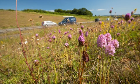 Traffic passing Pyramidal orchids and other wild flowers along the A354 near Weymouth, Dorset. 