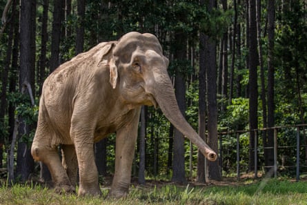 69-year-old Asian elephant Shirley
