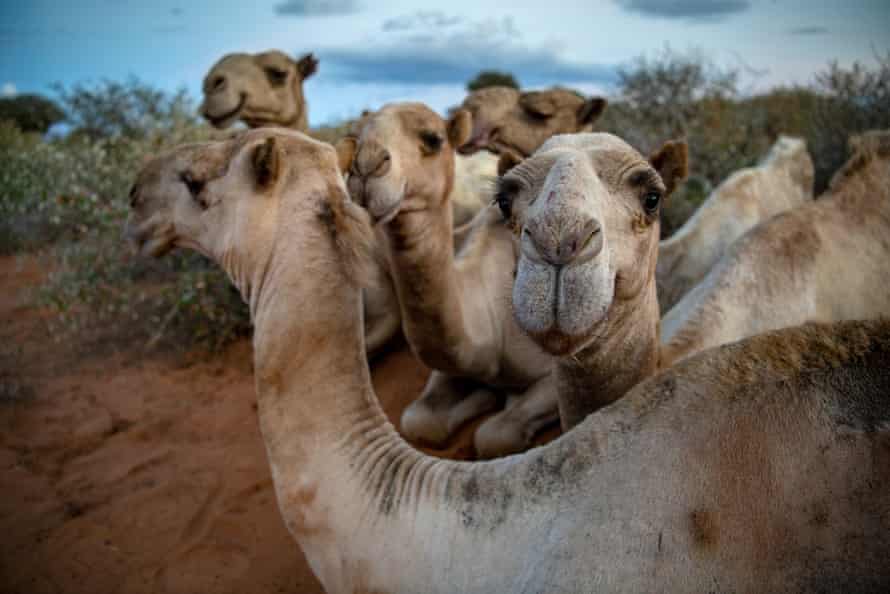 Chat’s camels take a break.