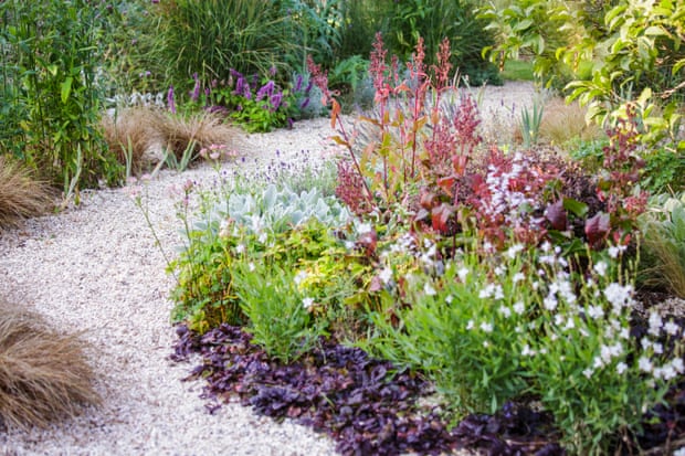 Ajuga reptans covers the ground beneath Gaura lindheimeri (‘Whirling Butterflies’), bronze Carex buchananii, Lavandula spp and velvety Stachys byzantina.
