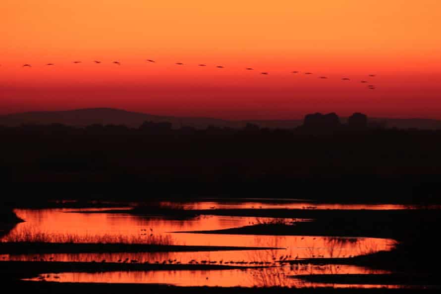 Las aves se congregan al atardecer sobre Las Tablas de Timiel.