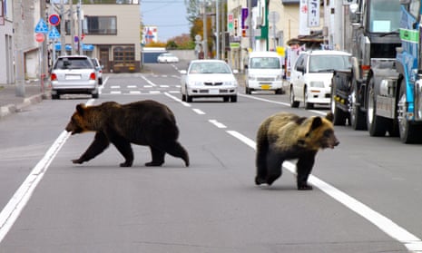 Two bears walk down the street in Shari town in Japan’s northern island of Hokkaido. A bear in Akita prefecture is believed responsible for the death of four people in three weeks.