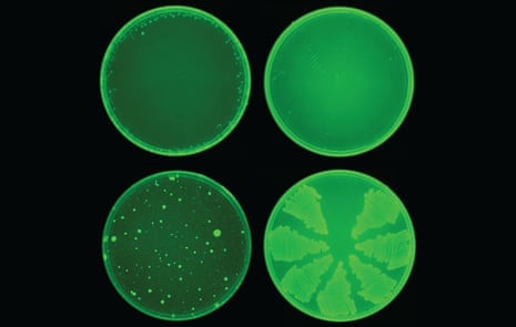Petri dishes with halicin molecules (top): AI revealed their ability to combat E coli, whereas ciprofloxacin (bottom) does not.