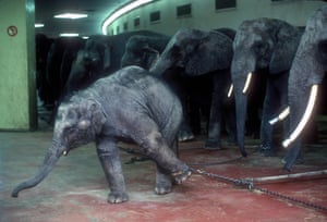 Elephants and baby chained in an indoor enclosure at the Ringling Bros. and Barnum & Bailey Circus, US in 1989.