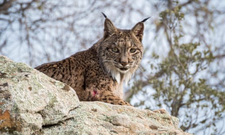 A lynx in Coto Doñana national park.