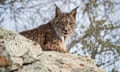 Low Angle Portrait Of Iberian Lynx Sitting On Rock At Donana National Park<br>WCW15A Low Angle Portrait Of Iberian Lynx Sitting On Rock At Donana National Park