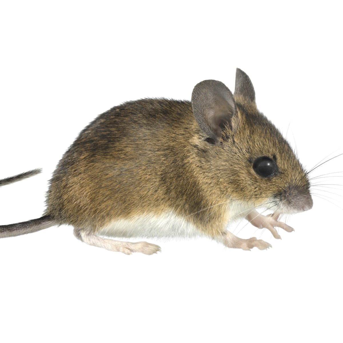 Why do mice have such long tails? | Animals | The Guardian