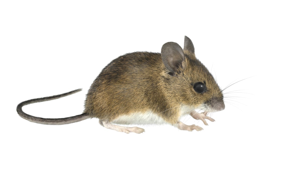 Why do mice have such long tails?, Animals