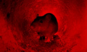 Rats