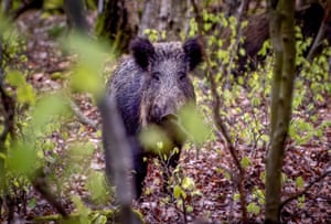Um javali observa uma floresta na região de Taunus, perto de Frankfurt, Alemanha