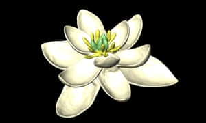 A model of the flower reconstructed by the new study, showing both female (carpels) and male (stamens) parts, and multiple whorls of petal-like organs, in sets of threes.