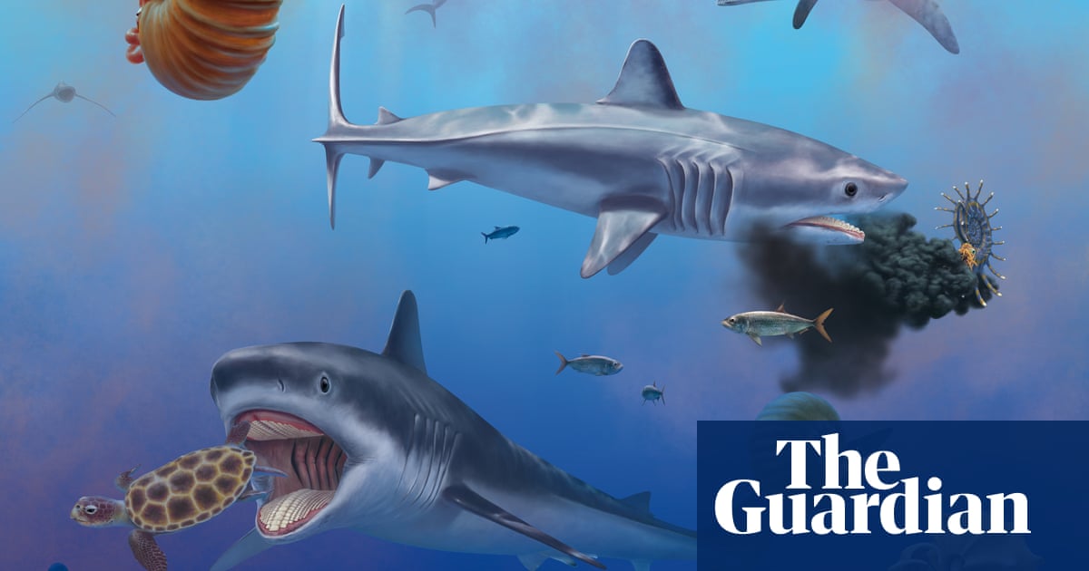 „Tajemnica”: Naukowcy w końcu odkryli, jak wyglądał gigantyczny prehistoryczny rekin |  Wykopaliska