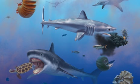 Artist’s impression of Ptychodus, showing two large sharks swimming around other sea creatures including ammonites. One shark is about to eat a seaturtle
