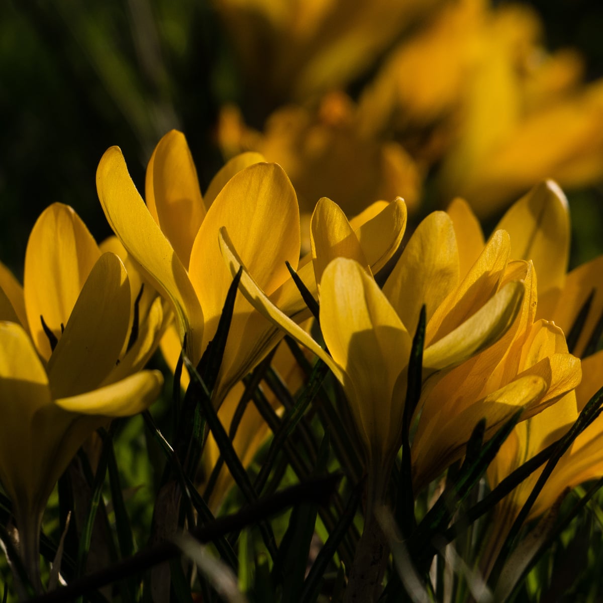 I Can T Help But Be Concerned Early Spring Worries Uk Readers Spring The Guardian I Can T Help But Be Concerned Early Spring Worries Uk Readers Spring The Guardian