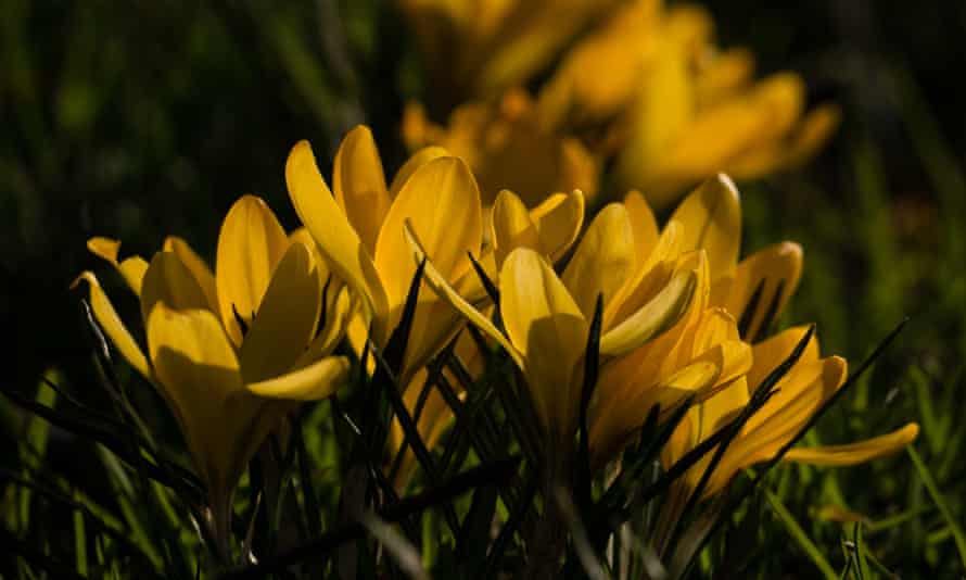 I Can T Help But Be Concerned Early Spring Worries Uk Readers Spring The Guardian I Can T Help But Be Concerned Early Spring Worries Uk Readers Spring The Guardian