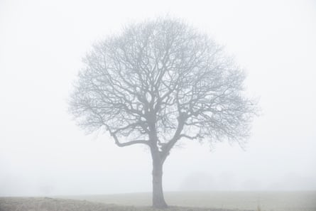 Oak tree in the fog, 21 December 2016