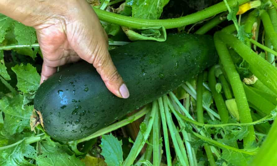 Start your courgette prep now by feeding the soil.