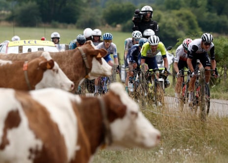 Interested or not? The cows of the Jura watch on as the riders fight for dominance in today’s stage 19.