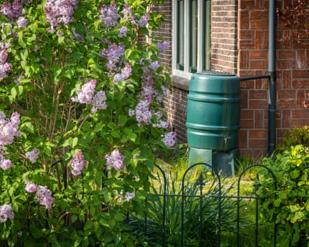 Rain barrel in the garden, rainwater harvesting and reuse
