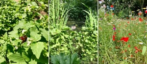 Selection of images from Barbican wildlife garden: butterfly, duck in pond and wildflowers