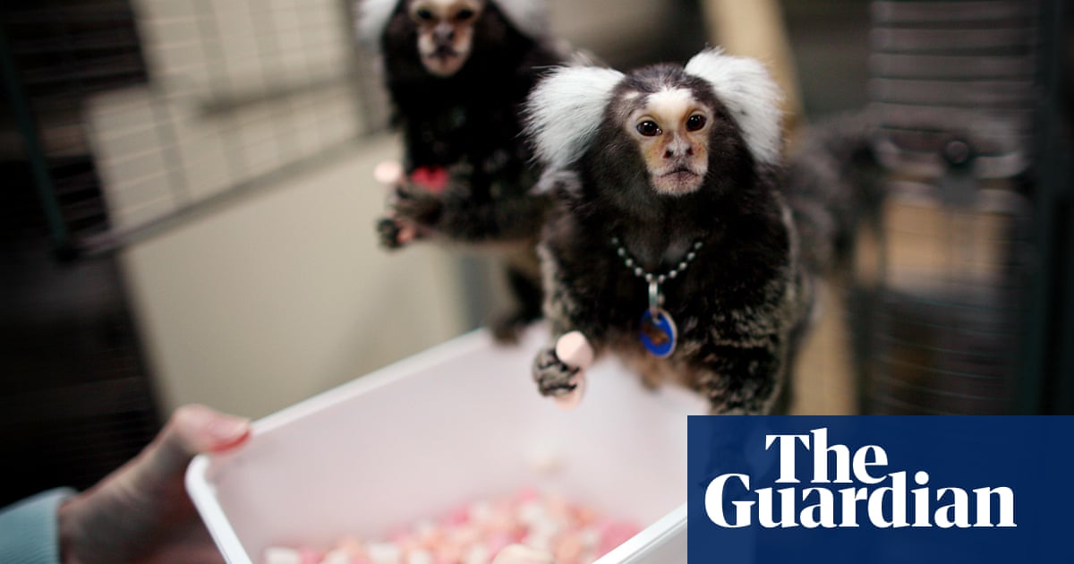Monkeys used in medical research 'kept in neglectful conditions,' say
