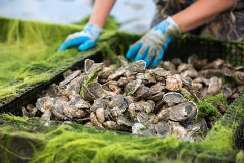 Closeup of oysters in oyster cage with gloved hands in background