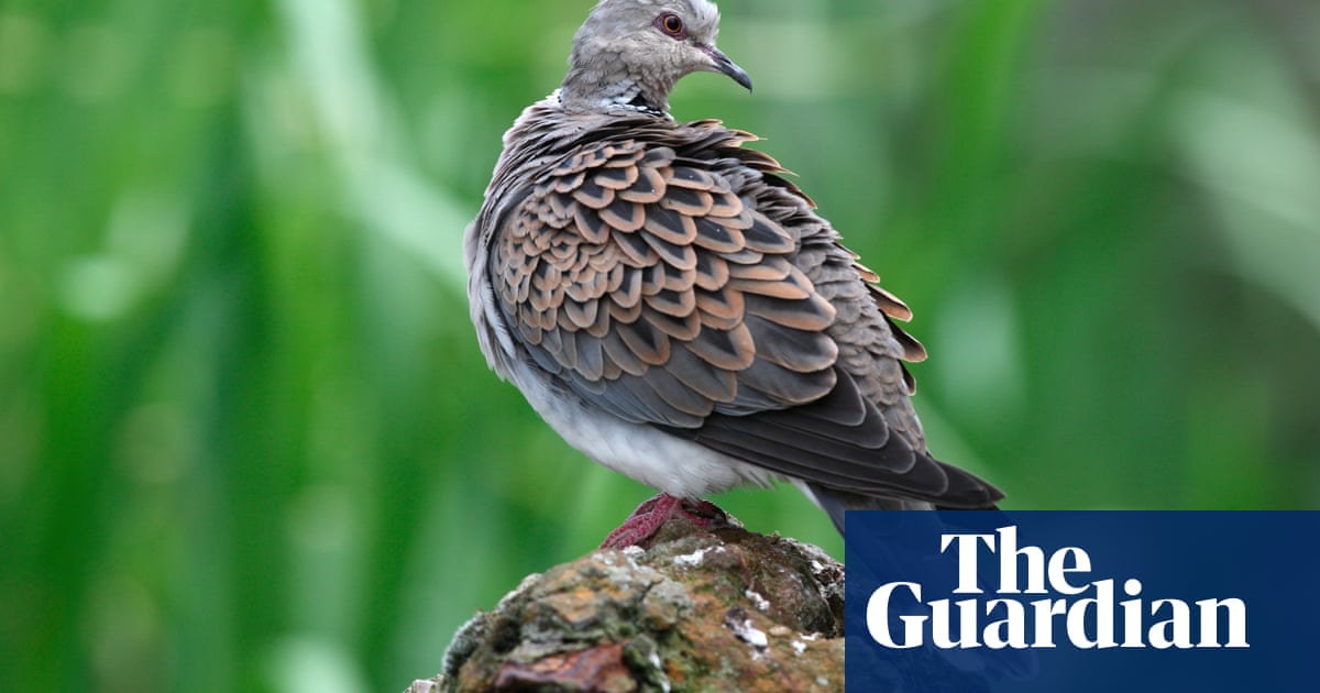 Turtle doves to be shot for sport again across Europe as EU lifts hunting ban