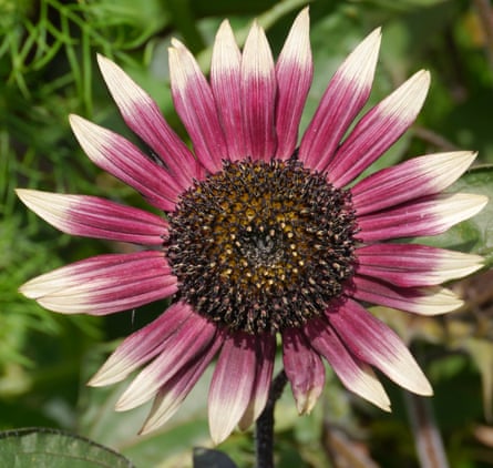 A single Ms Mars, a kind of sunflower with two-tone pink petals