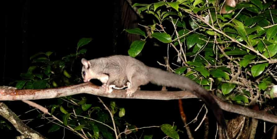Mahogany Glider walks along a tree branch at night