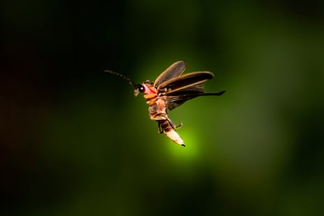 Endangered Insects List